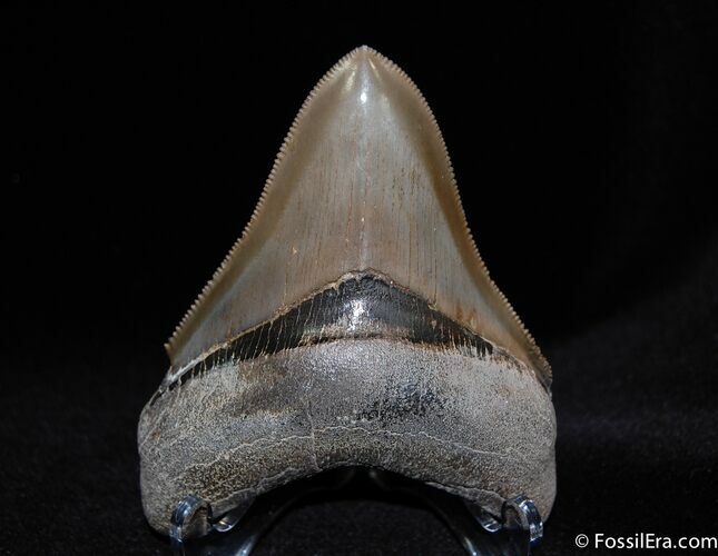 Super Serrated Inch Megalodon Tooth #80